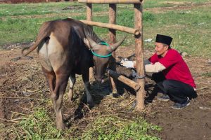 Qurban Berkah 1447 H
